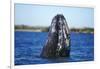 Spy Hopping Gray Whale, Sea of Cortez, Baja-Stuart Westmorland-Framed Photographic Print