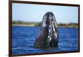 Spy Hopping Gray Whale, Sea of Cortez, Baja-Stuart Westmorland-Framed Photographic Print