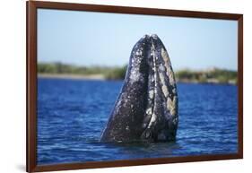 Spy Hopping Gray Whale, Sea of Cortez, Baja-Stuart Westmorland-Framed Photographic Print