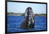 Spy Hopping Gray Whale, Sea of Cortez, Baja-Stuart Westmorland-Framed Photographic Print