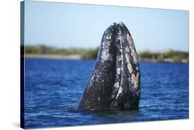 Spy Hopping Gray Whale, Sea of Cortez, Baja-Stuart Westmorland-Stretched Canvas