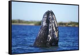Spy Hopping Gray Whale, Sea of Cortez, Baja-Stuart Westmorland-Framed Stretched Canvas