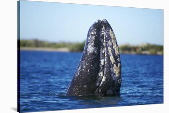 Spy Hopping Gray Whale, Sea of Cortez, Baja-Stuart Westmorland-Stretched Canvas