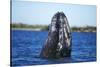 Spy Hopping Gray Whale, Sea of Cortez, Baja-Stuart Westmorland-Stretched Canvas