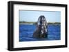 Spy Hopping Gray Whale, Sea of Cortez, Baja-Stuart Westmorland-Framed Photographic Print