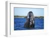 Spy Hopping Gray Whale, Sea of Cortez, Baja-Stuart Westmorland-Framed Photographic Print