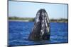 Spy Hopping Gray Whale, Sea of Cortez, Baja-Stuart Westmorland-Mounted Photographic Print