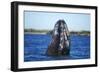 Spy Hopping Gray Whale, Sea of Cortez, Baja-Stuart Westmorland-Framed Photographic Print