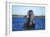 Spy Hopping Gray Whale, Sea of Cortez, Baja-Stuart Westmorland-Framed Photographic Print