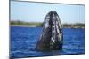 Spy Hopping Gray Whale, Sea of Cortez, Baja-Stuart Westmorland-Mounted Photographic Print