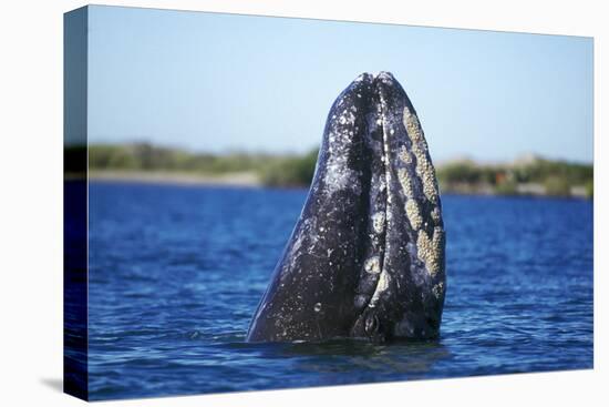 Spy Hopping Gray Whale, Sea of Cortez, Baja-Stuart Westmorland-Stretched Canvas