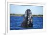 Spy Hopping Gray Whale, Sea of Cortez, Baja-Stuart Westmorland-Framed Photographic Print