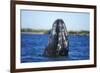 Spy Hopping Gray Whale, Sea of Cortez, Baja-Stuart Westmorland-Framed Photographic Print