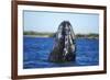 Spy Hopping Gray Whale, Sea of Cortez, Baja-Stuart Westmorland-Framed Photographic Print