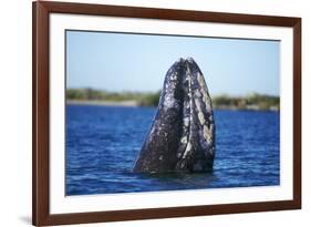 Spy Hopping Gray Whale, Sea of Cortez, Baja-Stuart Westmorland-Framed Photographic Print
