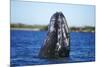 Spy Hopping Gray Whale, Sea of Cortez, Baja-Stuart Westmorland-Mounted Photographic Print