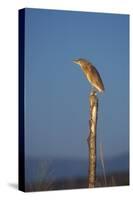 Squacco Heron Perched on Wooden Post-null-Stretched Canvas