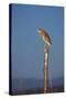 Squacco Heron Perched on Wooden Post-null-Stretched Canvas