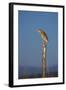 Squacco Heron Perched on Wooden Post-null-Framed Photographic Print