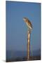 Squacco Heron Perched on Wooden Post-null-Mounted Photographic Print