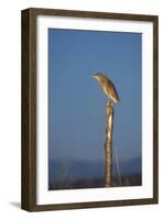 Squacco Heron Perched on Wooden Post-null-Framed Photographic Print