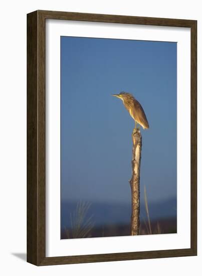 Squacco Heron Perched on Wooden Post-null-Framed Photographic Print