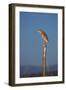 Squacco Heron Perched on Wooden Post-null-Framed Photographic Print