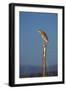 Squacco Heron Perched on Wooden Post-null-Framed Photographic Print