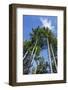 Squak Mountain, Issaquah, Washington. Douglas fir trees, aka Douglas Spruce and Oregon Pine.-Janet Horton-Framed Photographic Print