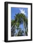 Squak Mountain, Issaquah, Washington. Douglas fir trees, aka Douglas Spruce and Oregon Pine.-Janet Horton-Framed Photographic Print