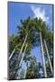 Squak Mountain, Issaquah, Washington. Douglas fir trees, aka Douglas Spruce and Oregon Pine.-Janet Horton-Mounted Photographic Print