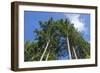 Squak Mountain, Issaquah, Washington. Douglas fir trees, aka Douglas Spruce and Oregon Pine.-Janet Horton-Framed Photographic Print