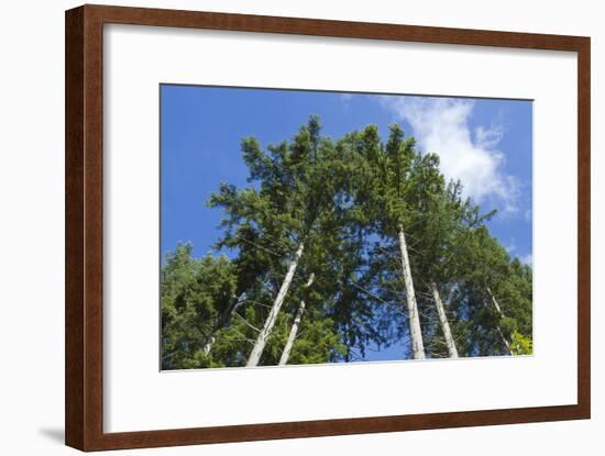 Squak Mountain, Issaquah, Washington. Douglas fir trees, aka Douglas Spruce and Oregon Pine.-Janet Horton-Framed Photographic Print