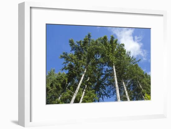 Squak Mountain, Issaquah, Washington. Douglas fir trees, aka Douglas Spruce and Oregon Pine.-Janet Horton-Framed Photographic Print