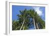 Squak Mountain, Issaquah, Washington. Douglas fir trees, aka Douglas Spruce and Oregon Pine.-Janet Horton-Framed Photographic Print