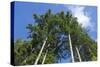 Squak Mountain, Issaquah, Washington. Douglas fir trees, aka Douglas Spruce and Oregon Pine.-Janet Horton-Stretched Canvas