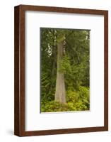 Squak Mountain, Washington. Western redcedar tree surrounded by western swordfern and huckleberry.-Janet Horton-Framed Photographic Print