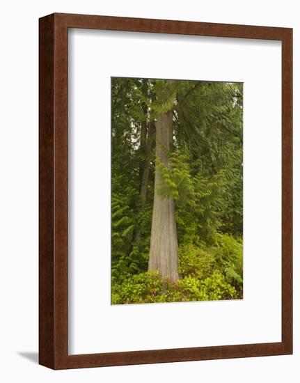 Squak Mountain, Washington. Western redcedar tree surrounded by western swordfern and huckleberry.-Janet Horton-Framed Photographic Print