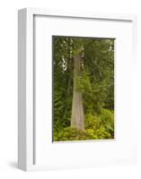 Squak Mountain, Washington. Western redcedar tree surrounded by western swordfern and huckleberry.-Janet Horton-Framed Photographic Print