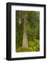 Squak Mountain, Washington. Western redcedar tree surrounded by western swordfern and huckleberry.-Janet Horton-Framed Photographic Print