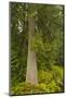 Squak Mountain, Washington. Western redcedar tree surrounded by western swordfern and huckleberry.-Janet Horton-Mounted Photographic Print