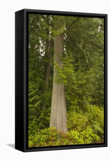 Squak Mountain, Washington. Western redcedar tree surrounded by western swordfern and huckleberry.-Janet Horton-Framed Stretched Canvas