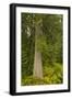 Squak Mountain, Washington. Western redcedar tree surrounded by western swordfern and huckleberry.-Janet Horton-Framed Photographic Print