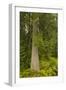 Squak Mountain, Washington. Western redcedar tree surrounded by western swordfern and huckleberry.-Janet Horton-Framed Photographic Print