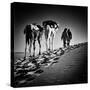 Square Black & White Image of 2 Men and 2 Camels in Sahara Desert-ABO PHOTOGRAPHY-Stretched Canvas