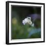 Square format of wildflower in spring-Sheila Haddad-Framed Photographic Print