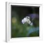 Square format of wildflower in spring-Sheila Haddad-Framed Photographic Print