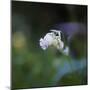 Square format of wildflower in spring-Sheila Haddad-Mounted Photographic Print