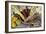 Squash, Corn, and Beans: the Three Sisters of Native American Agriculture-null-Framed Giclee Print