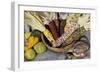 Squash, Corn, and Beans: the Three Sisters of Native American Agriculture-null-Framed Giclee Print